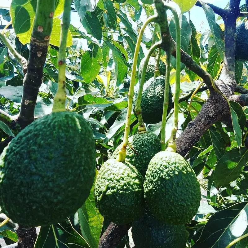 Fresh avocado from Ghana