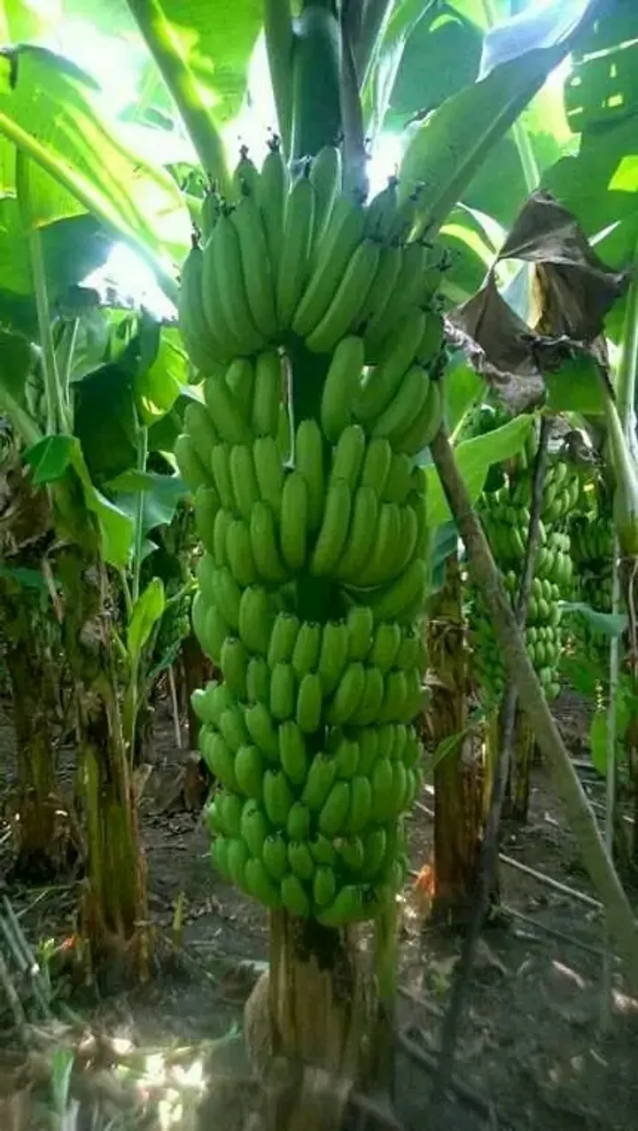 Banana plantation rows tended by growers in Ghana