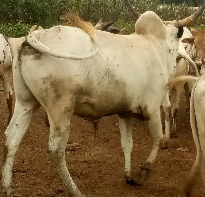White cattle in a herd on a farm in Ghana