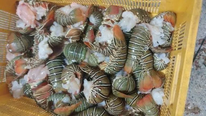 Shellfish catch packed in a crate