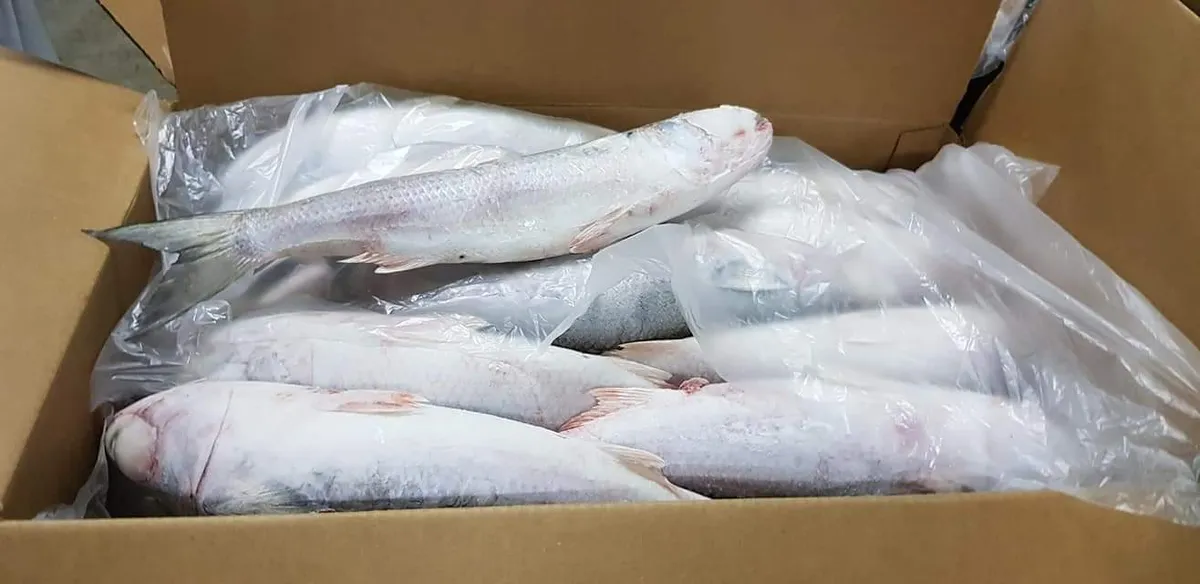 Whole frozen fish packed in a lined export carton