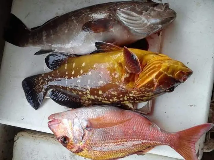 Fresh whole grouper and snapper landed on Ghana's Atlantic coast