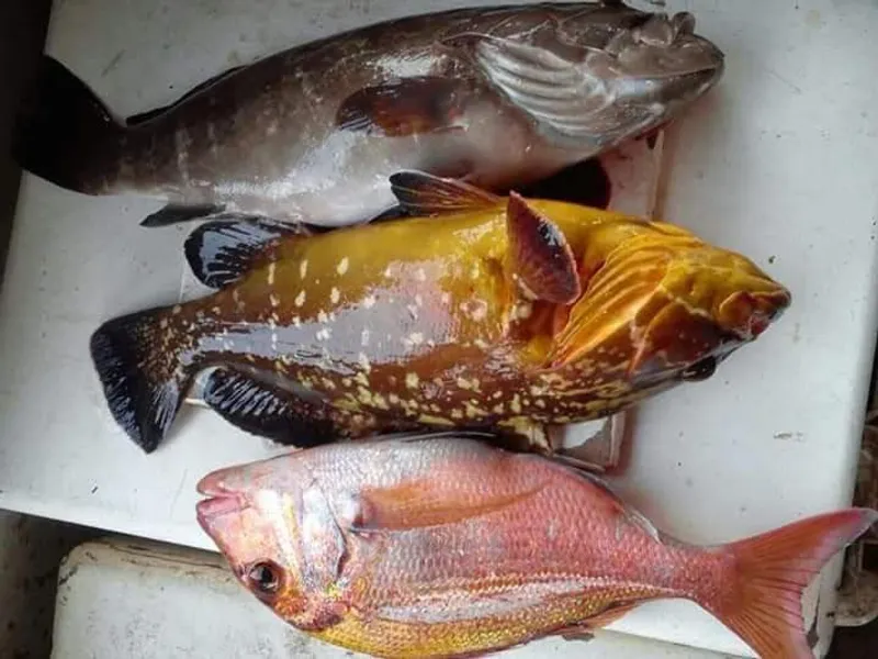 Fresh whole grouper and snapper landed on Ghana's Atlantic coast