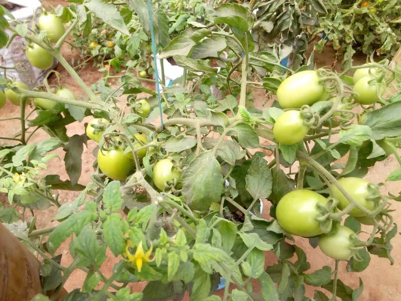 Fruit-laden tree on a Zroni-managed orchard