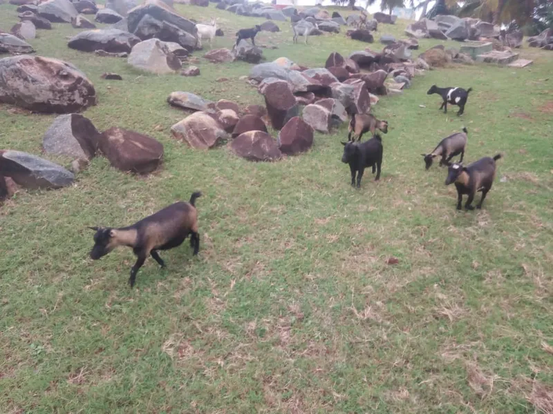 Goats grazing on a Ghanaian hillside