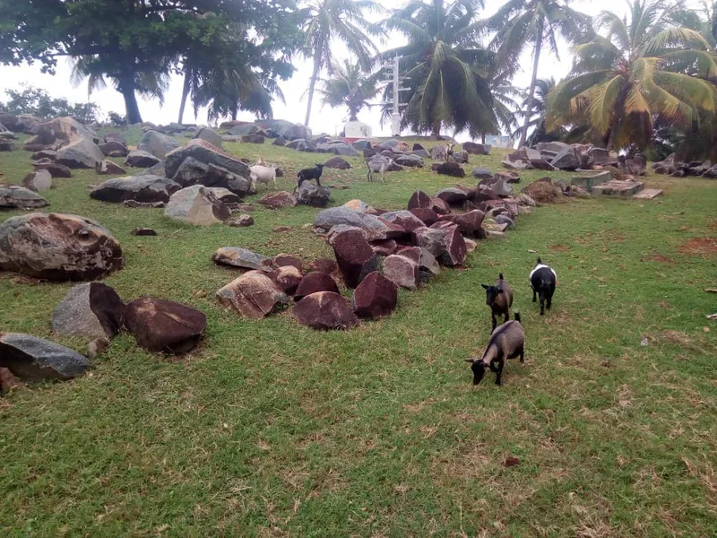 Goats grazing on pasture among palm trees