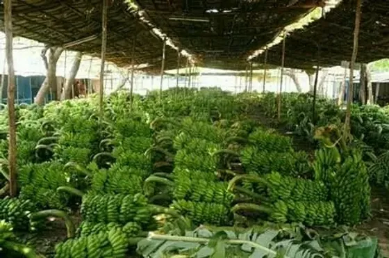 Crops growing under cover in a greenhouse