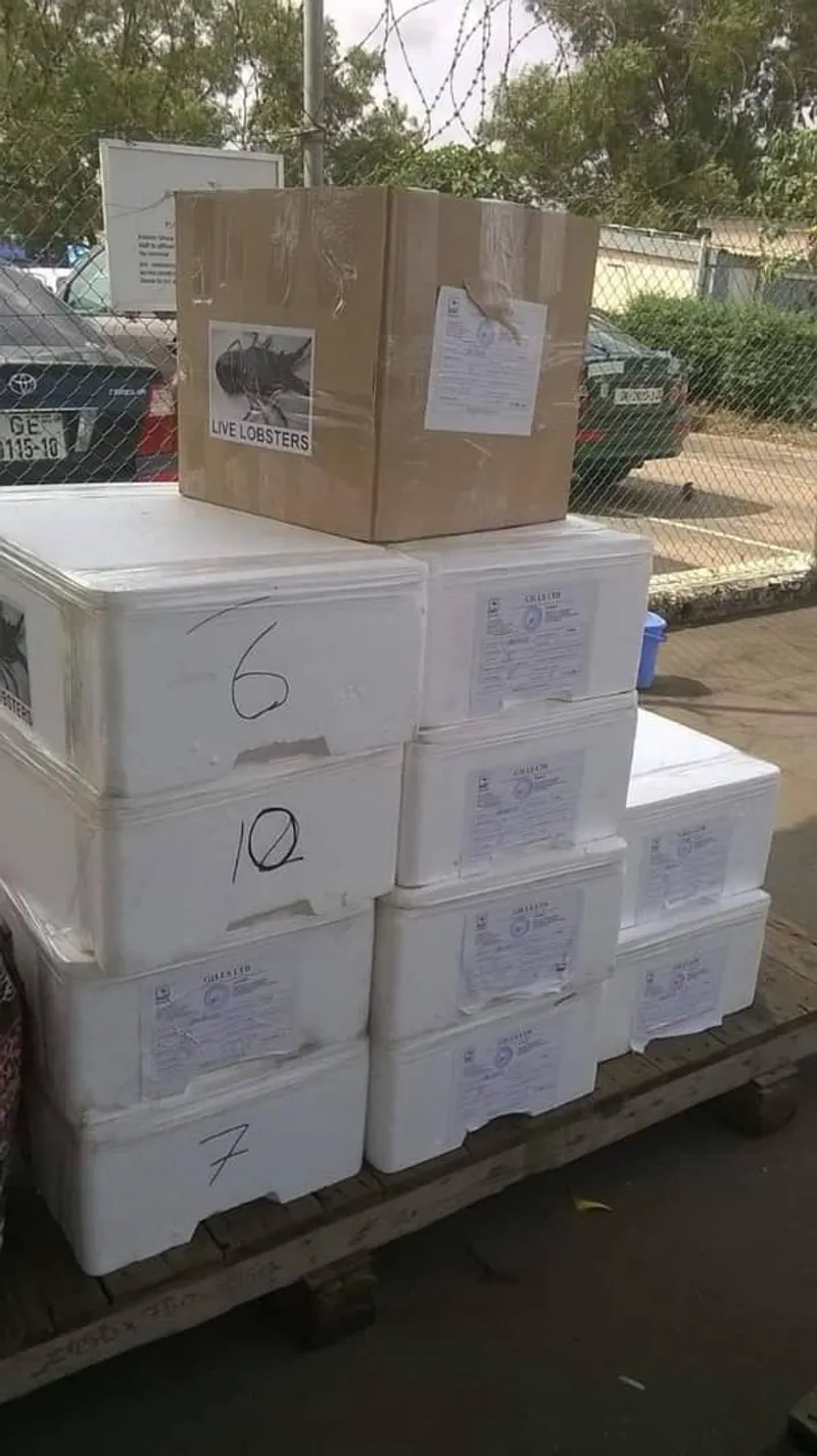 Live lobster export boxes stacked on a pallet