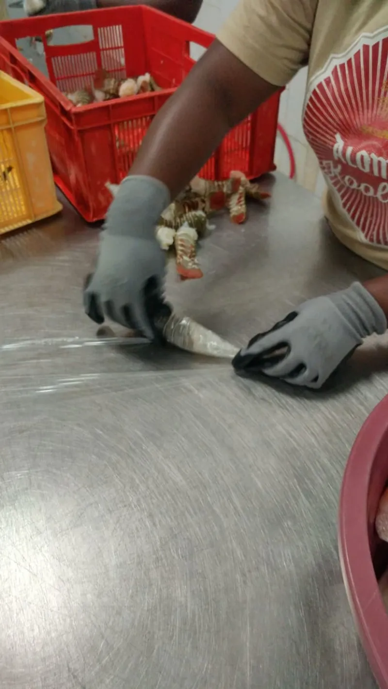 Worker processing lobster tails by hand at a steel table
