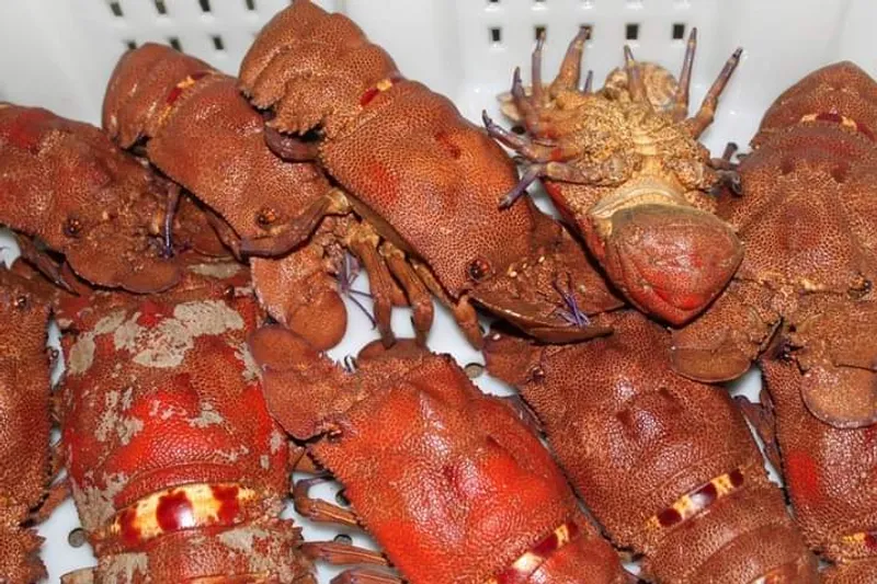 Spiny lobster graded for export