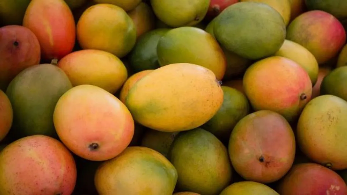 Ripe Ghanaian mangoes, yellow and red, piled at harvest