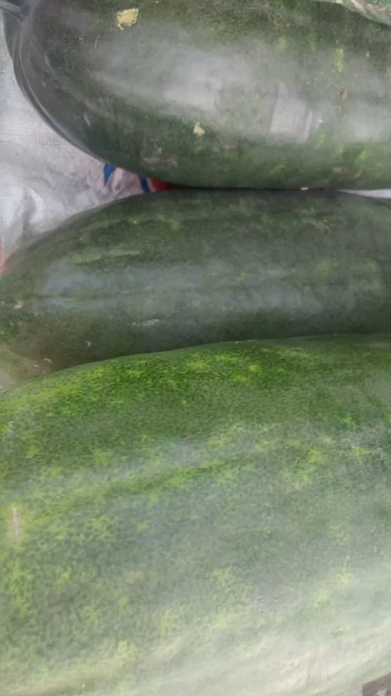 Fresh watermelon