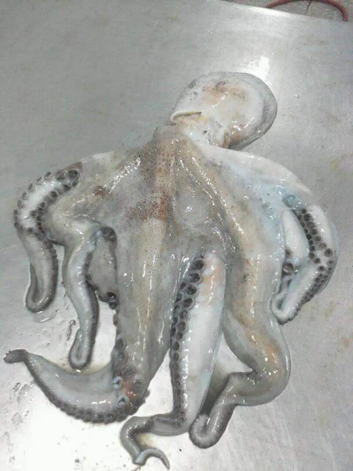 Whole octopus cleaned and graded for export in Ghana