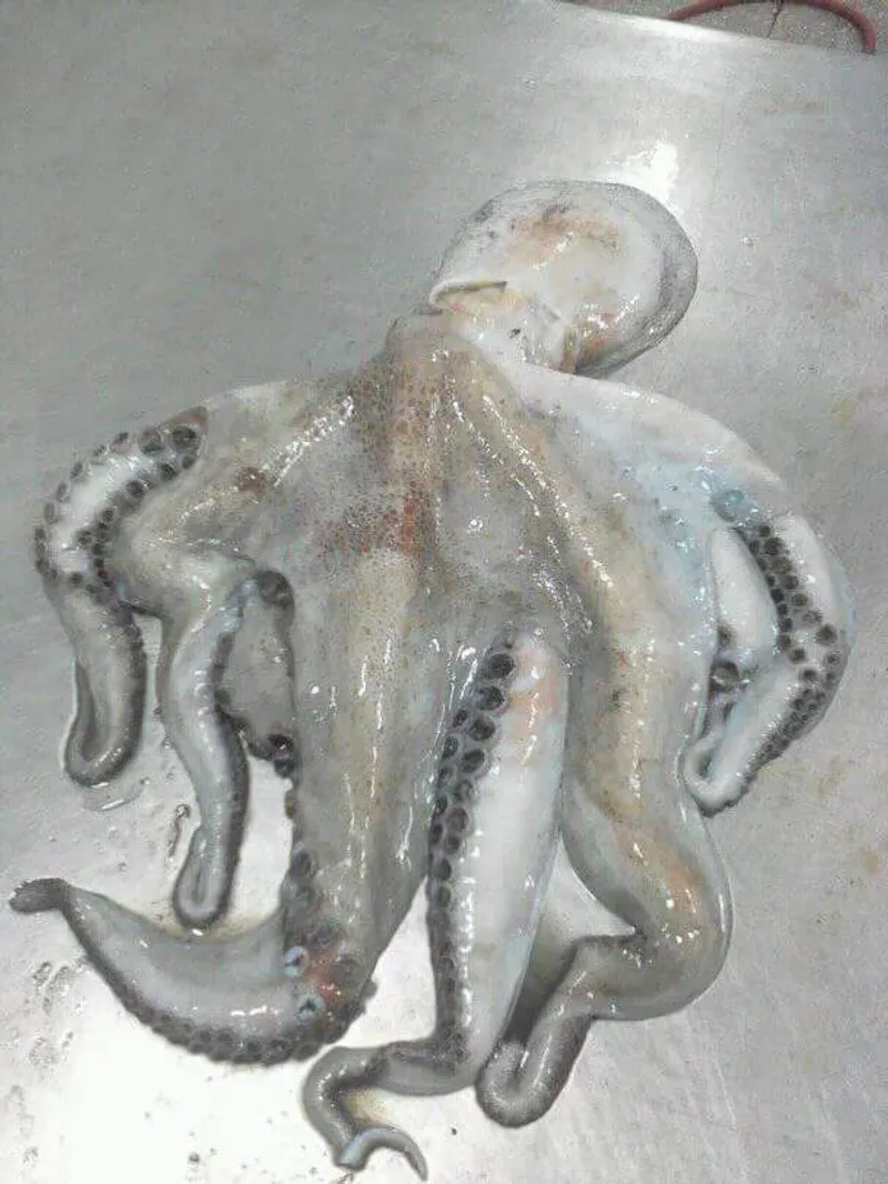 Octopus and squid grades explained: what to specify on your order