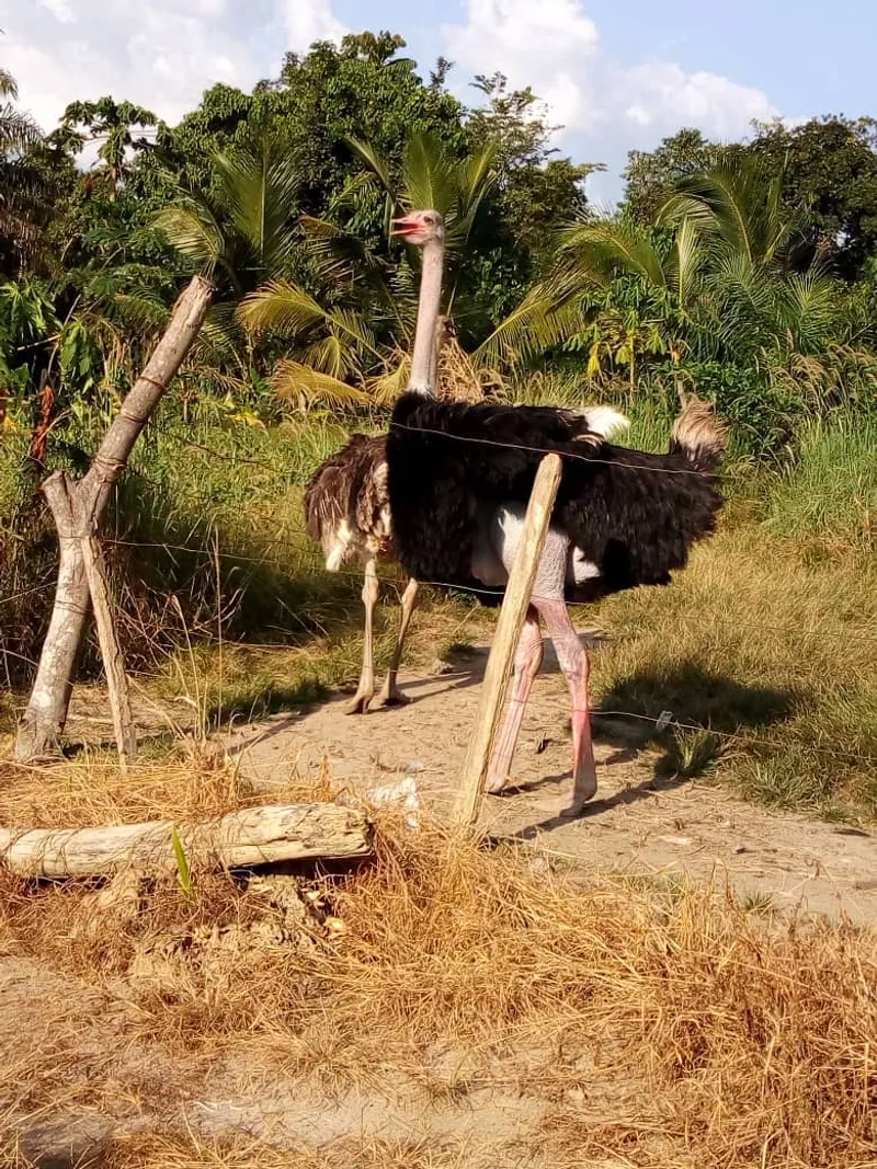 A pair of ostriches in a fenced paddock