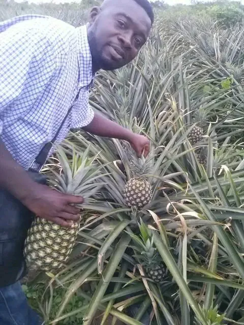 Zroni's founder on a partner pineapple farm in Ghana