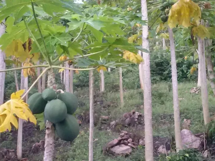 Rows of papaya trees on a Zroni farm in Ghana