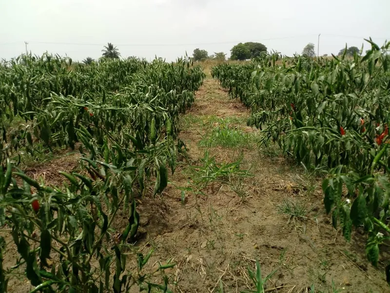 Cultivated pepper rows under open sky in Ghana