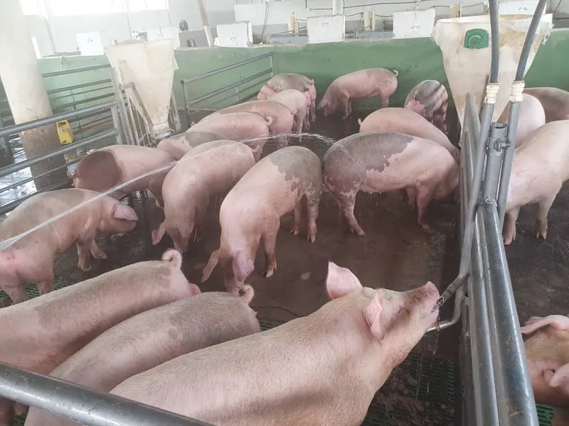 Pigs in an indoor pen at a farm