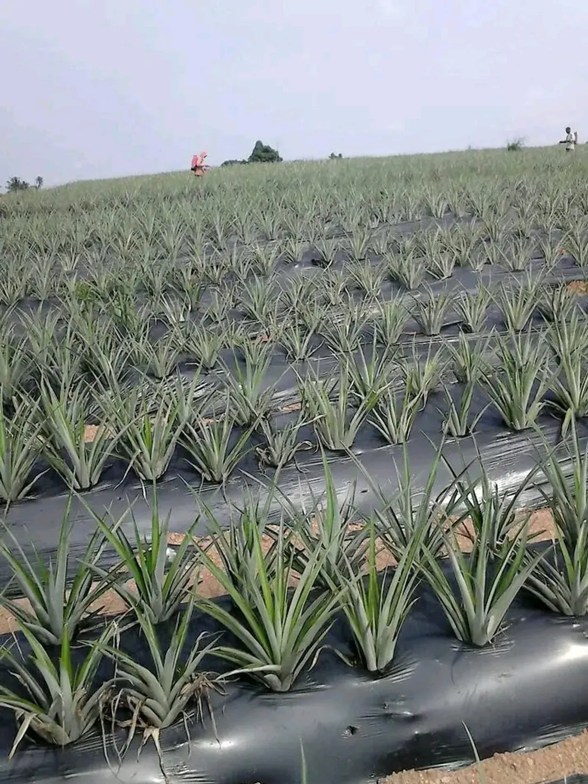 Aerial view of rows of pineapple plants across a Ghanaian farm