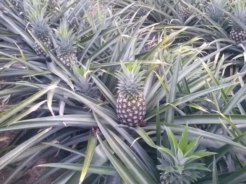 MD2, Smooth Cayenne or Sugarloaf: choosing a Ghanaian pineapple variety