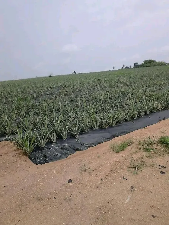 Young seedlings raised in a Zroni plant nursery