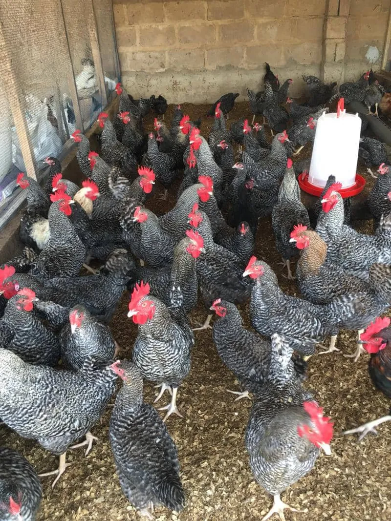 Flock of chickens in a poultry house