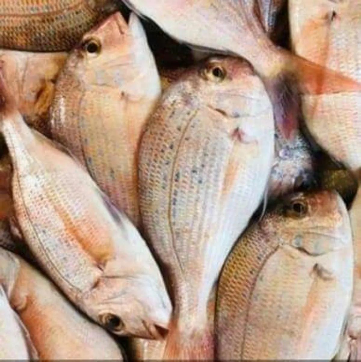 Fresh red snapper on ice, graded on Ghana's Atlantic coast