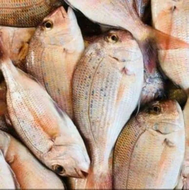 Fresh red snapper on ice, graded on Ghana's Atlantic coast