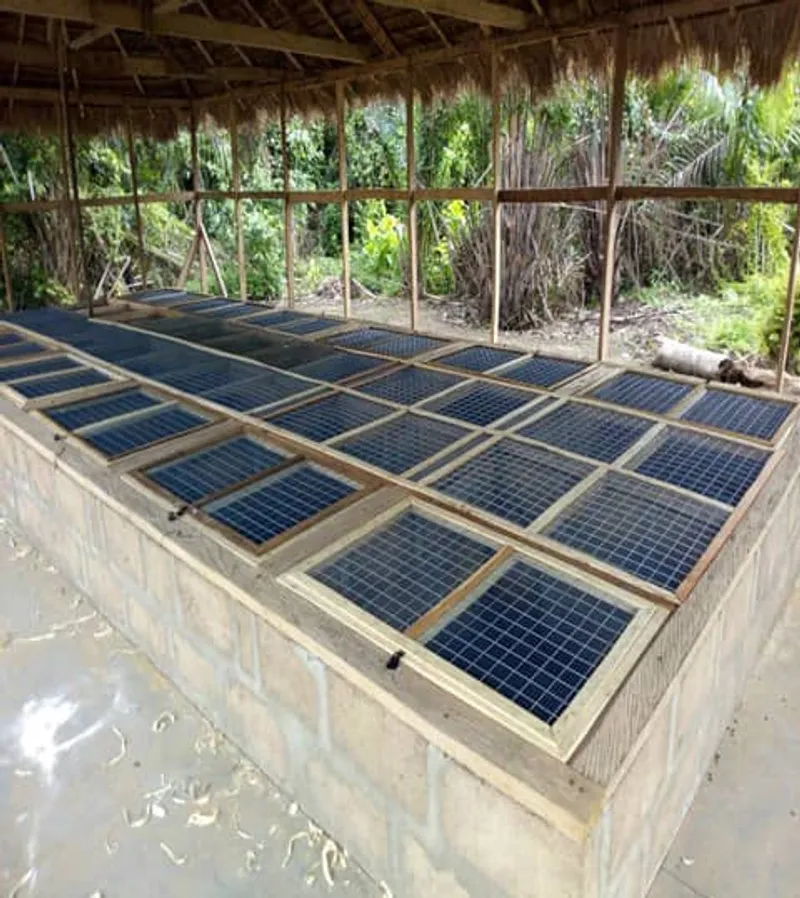 Mesh-covered concrete snailery pens under a thatched roof