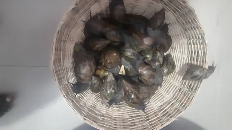 Basket of live giant African land snails