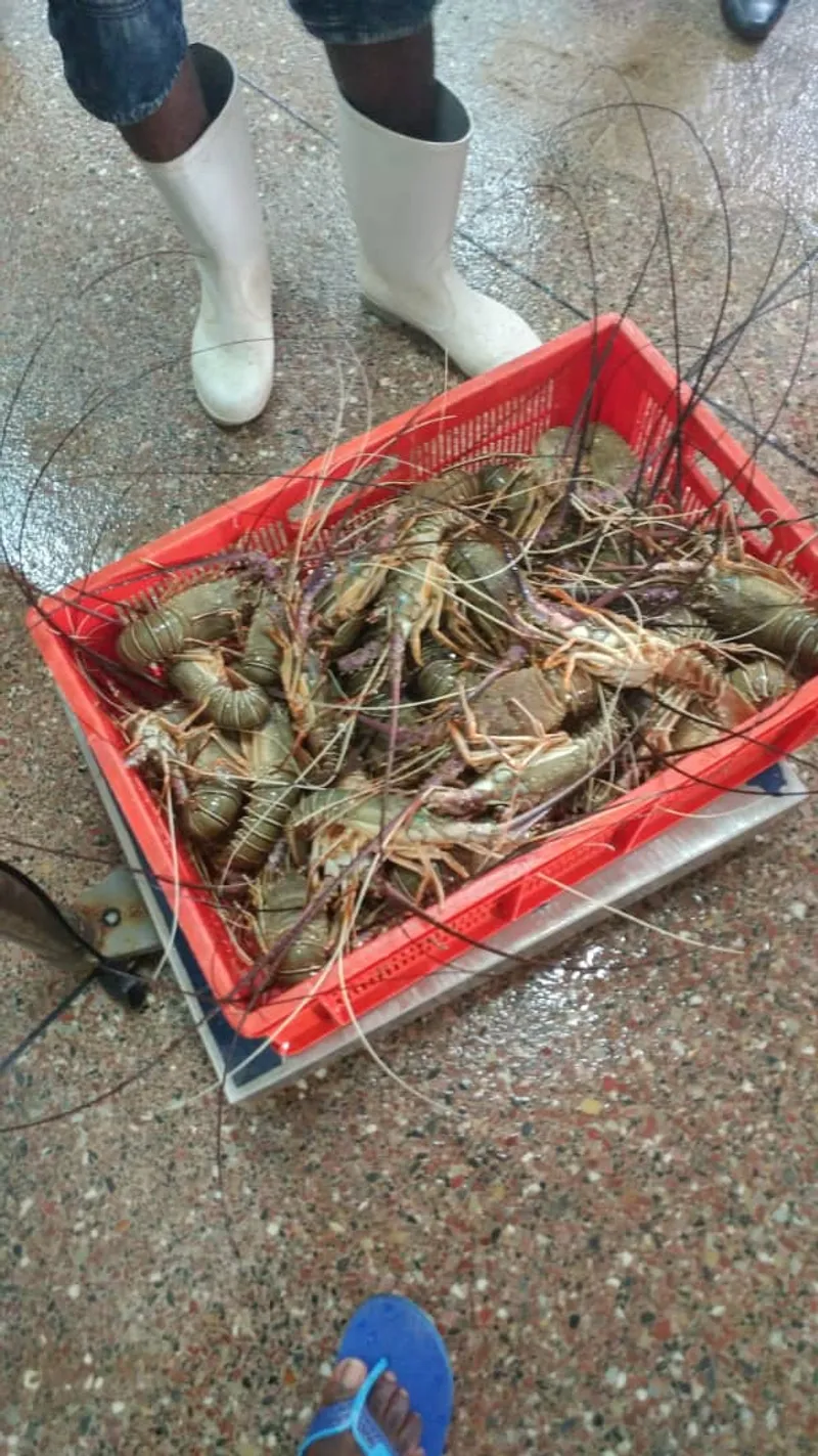 Live spiny lobsters in a crate at landing