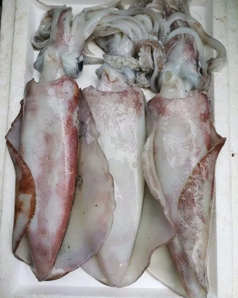 Cleaned squid graded for export