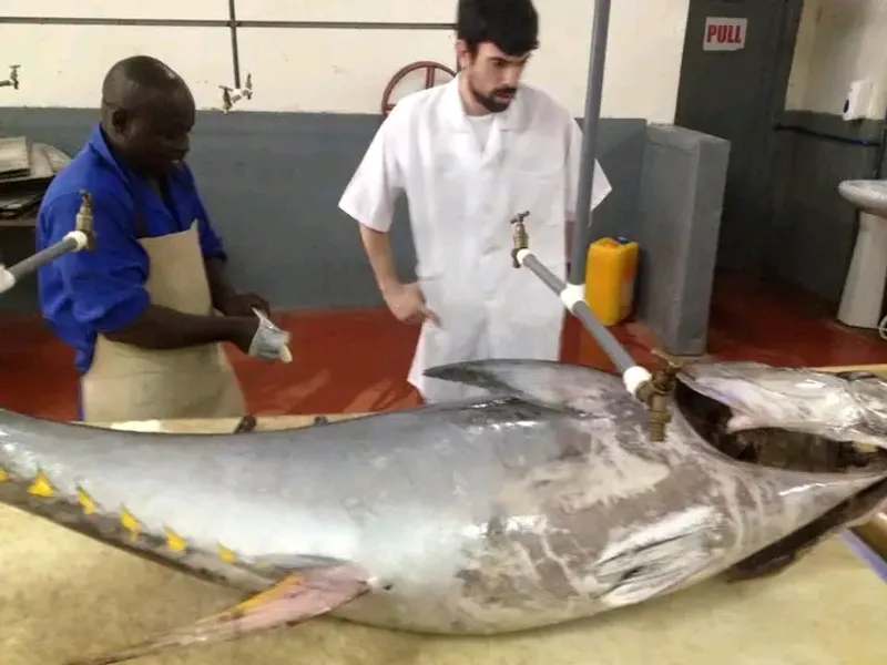 Workers processing a large whole tuna on a steel table