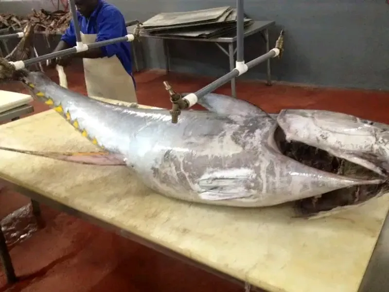 Fresh tuna from Ghanaian waters