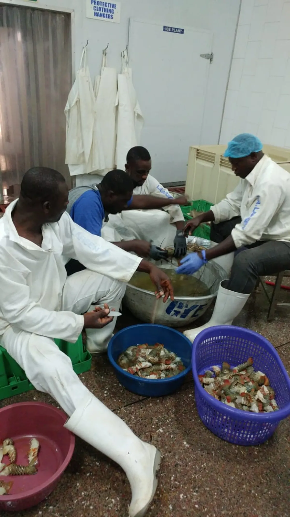 Workers in white coats sorting lobster in basins